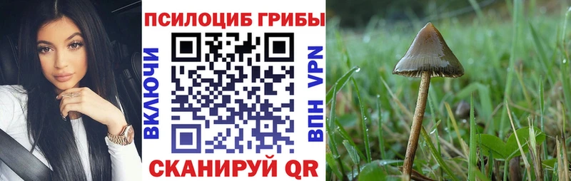 Галлюциногенные грибы Psilocybe  Купить где  Ужур 